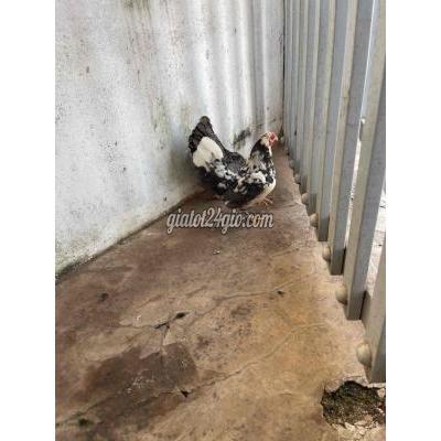 Gà ( Vật Nuôi ) Buôn Ma Thuột - Đắk Lắk