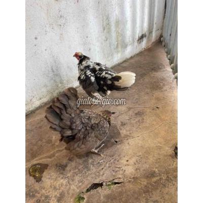 Gà ( Vật Nuôi ) Buôn Ma Thuột - Đắk Lắk