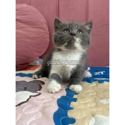 Mèo ( Vật Nuôi ) Ninh Kiều - Cần Thơ