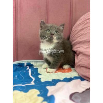 Mèo ( Vật Nuôi ) Ninh Kiều - Cần Thơ