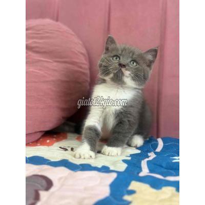 Mèo ( Vật Nuôi ) Ninh Kiều - Cần Thơ