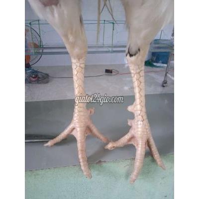 Gà ( Vật Nuôi ) Thới Lai - Cần Thơ