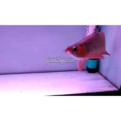 Vật Nuôi Thú Cưng Quận 12 - Hồ Chí Minh