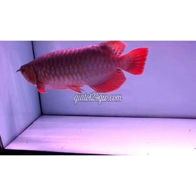 Vật Nuôi Thú Cưng Quận 12 - Hồ Chí Minh