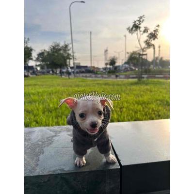 Vật Nuôi Thú Cưng Bình Tân - Hồ Chí Minh