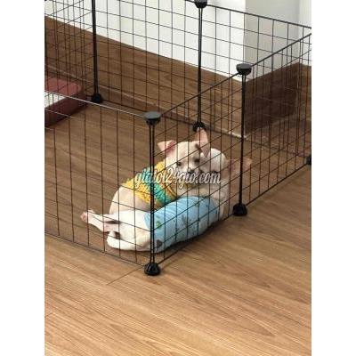 Vật Nuôi Thú Cưng Bình Tân - Hồ Chí Minh