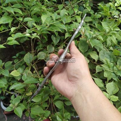 Đồ Sưu Tầm Cũ Quận 4 - Hồ Chí Minh