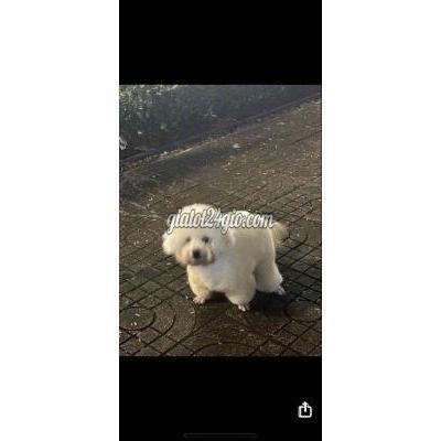 Vật Nuôi Thú Cưng Quận 8 - Hồ Chí Minh