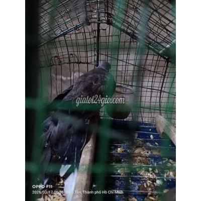 Chim ( Vật Nuôi ) Bình Tân - Hồ Chí Minh