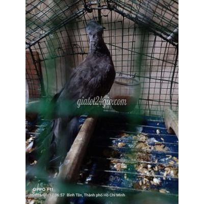 Chim ( Vật Nuôi ) Bình Tân - Hồ Chí Minh