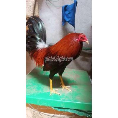 Vật Nuôi Thú Cưng Phú Nhuận - Hồ Chí Minh