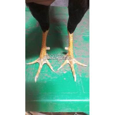 Vật Nuôi Thú Cưng Phú Nhuận - Hồ Chí Minh