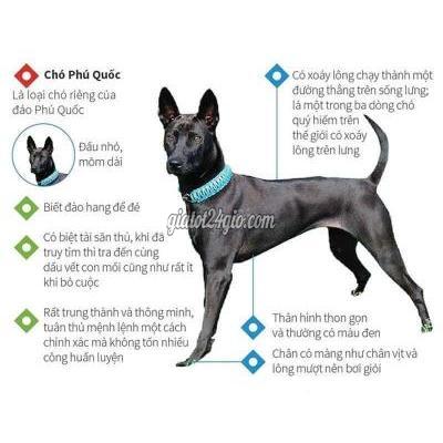 Vật Nuôi Thú Cưng Quận 10 - Hồ Chí Minh