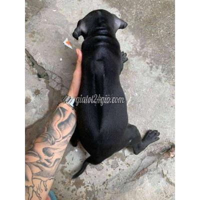 Vật Nuôi Thú Cưng Quận 10 - Hồ Chí Minh