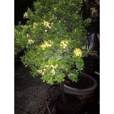 Cây Cảnh Cũ Thuận An - Bình Dương