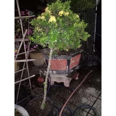 Cây Cảnh Cũ Thuận An - Bình Dương