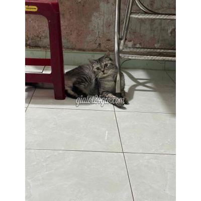 Mèo ( Vật Nuôi ) Hải Châu - Đà Nẵng