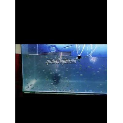 Vật Nuôi Thú Cưng Quận 1 - Hồ Chí Minh