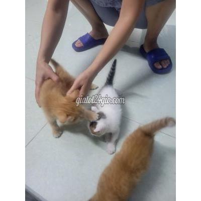 Mèo Vật Nuôi Thú Cưng Hóc Môn - Hồ Chí Minh