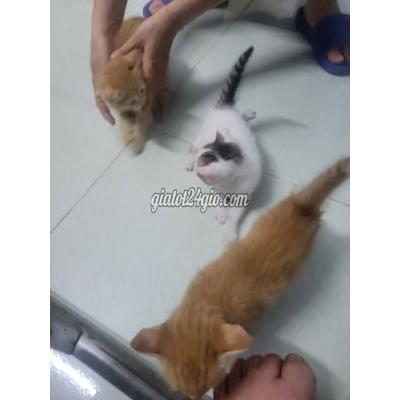 Mèo Vật Nuôi Thú Cưng Hóc Môn - Hồ Chí Minh