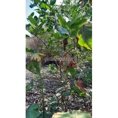 Cây Cảnh Cũ Bình Chánh - Hồ Chí Minh