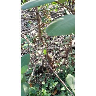 Cây Cảnh Cũ Bình Chánh - Hồ Chí Minh