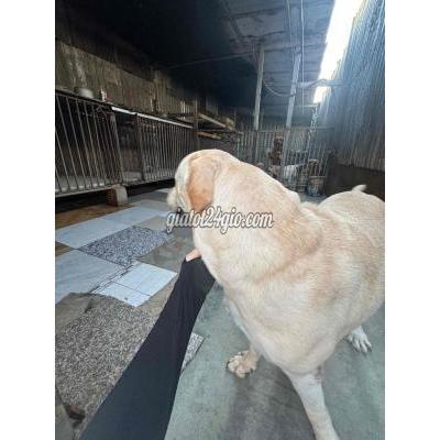 Vật Nuôi Thú Cưng Hóc Môn - Hồ Chí Minh