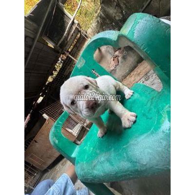 Vật Nuôi Thú Cưng Hóc Môn - Hồ Chí Minh