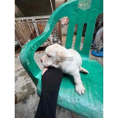 Vật Nuôi Thú Cưng Hóc Môn - Hồ Chí Minh