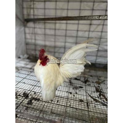 Gà ( Vật Nuôi ) Biên Hòa - Đồng Nai