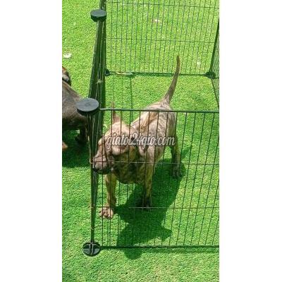 Vật Nuôi Thú Cưng Trảng Bom - Đồng Nai