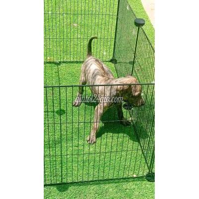 Vật Nuôi Thú Cưng Trảng Bom - Đồng Nai