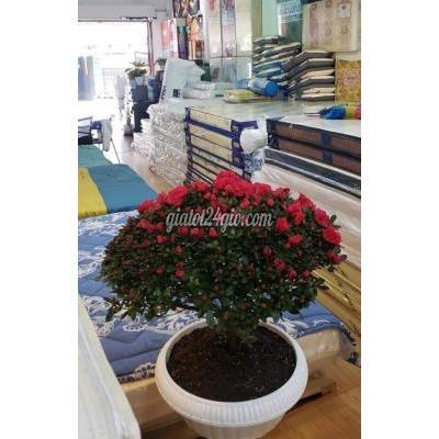 Tuyển Dụng Thủ Đức - Hồ Chí Minh