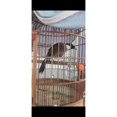 Chim ( Vật Nuôi ) Quận 7 - Hồ Chí Minh