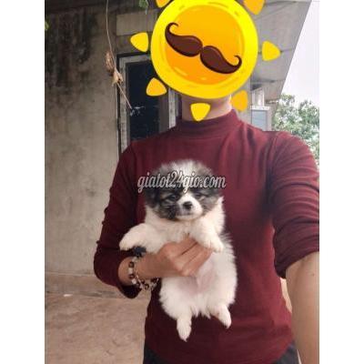 Vật Nuôi Thú Cưng Hà Đông - Hà Nội