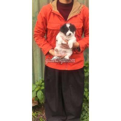 Vật Nuôi Thú Cưng Hà Đông - Hà Nội