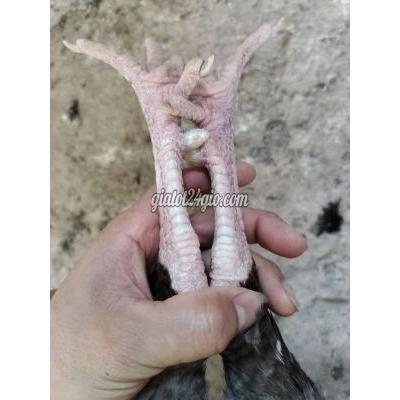 Vật Nuôi Thú Cưng Cù Lao Dung - Sóc Trăng