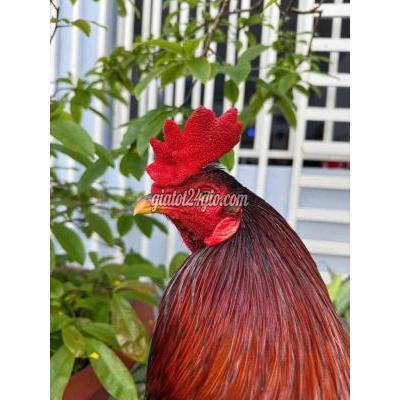 Gà ( Vật Nuôi ) Vĩnh Long - Vĩnh Long