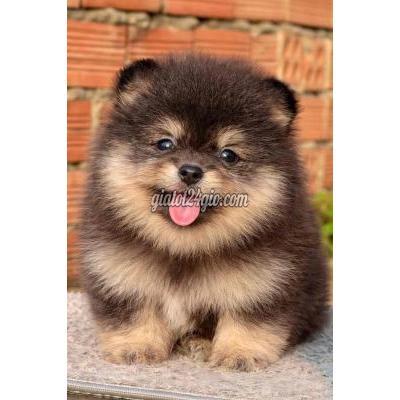 Vật Nuôi Thú Cưng Bình Chánh - Hồ Chí Minh