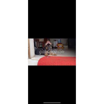 Vật Nuôi Thú Cưng Bình Chánh - Hồ Chí Minh