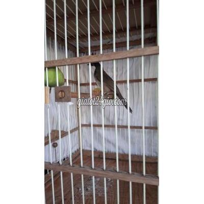 Chim ( Vật Nuôi ) Bình Thạnh - Hồ Chí Minh