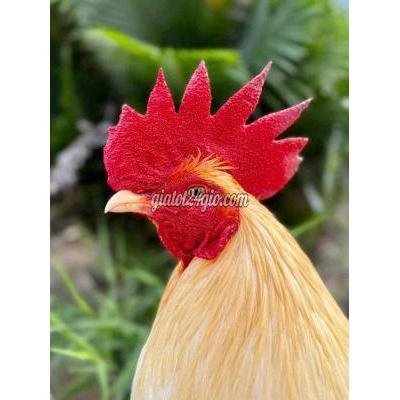 Gà ( Vật Nuôi ) Vĩnh Long - Vĩnh Long