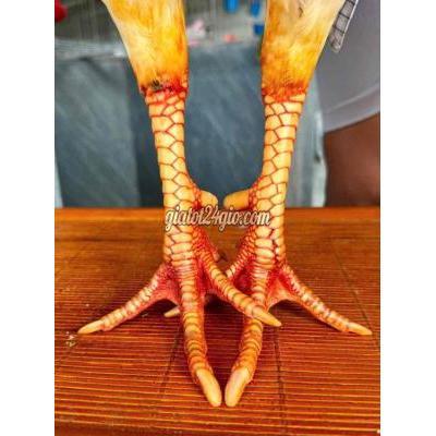 Gà ( Vật Nuôi ) Vĩnh Long - Vĩnh Long