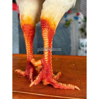 Gà ( Vật Nuôi ) Vĩnh Long - Vĩnh Long