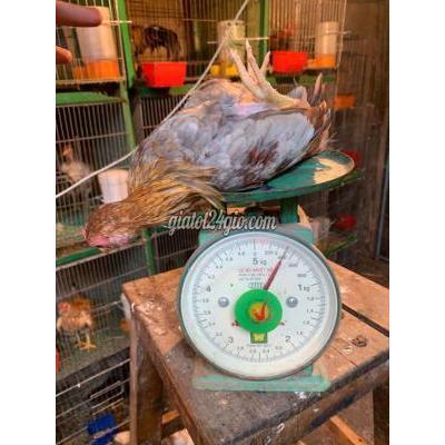 Gà ( Vật Nuôi ) Bình Chánh - Hồ Chí Minh
