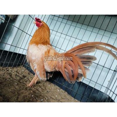 Gà ( Vật Nuôi ) Củ Chi - Hồ Chí Minh