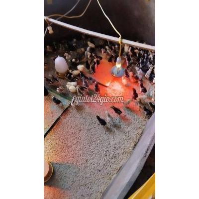 Vật Nuôi Thú Cưng Sóc Sơn - Hà Nội