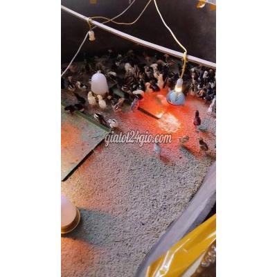 Vật Nuôi Thú Cưng Sóc Sơn - Hà Nội