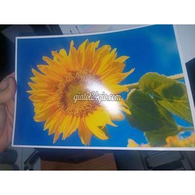 Máy In Cũ Quận 8 - Hồ Chí Minh