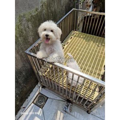 Vật Nuôi Thú Cưng Quận 7 - Hồ Chí Minh